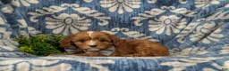 Cavapoo dogs for sale: Emerson - Ad 5