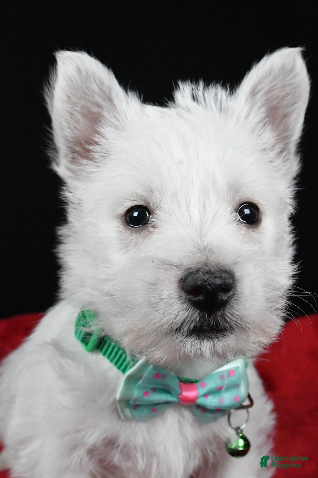 West Highland Terrier dogs for sale: Eclare - Ad 8