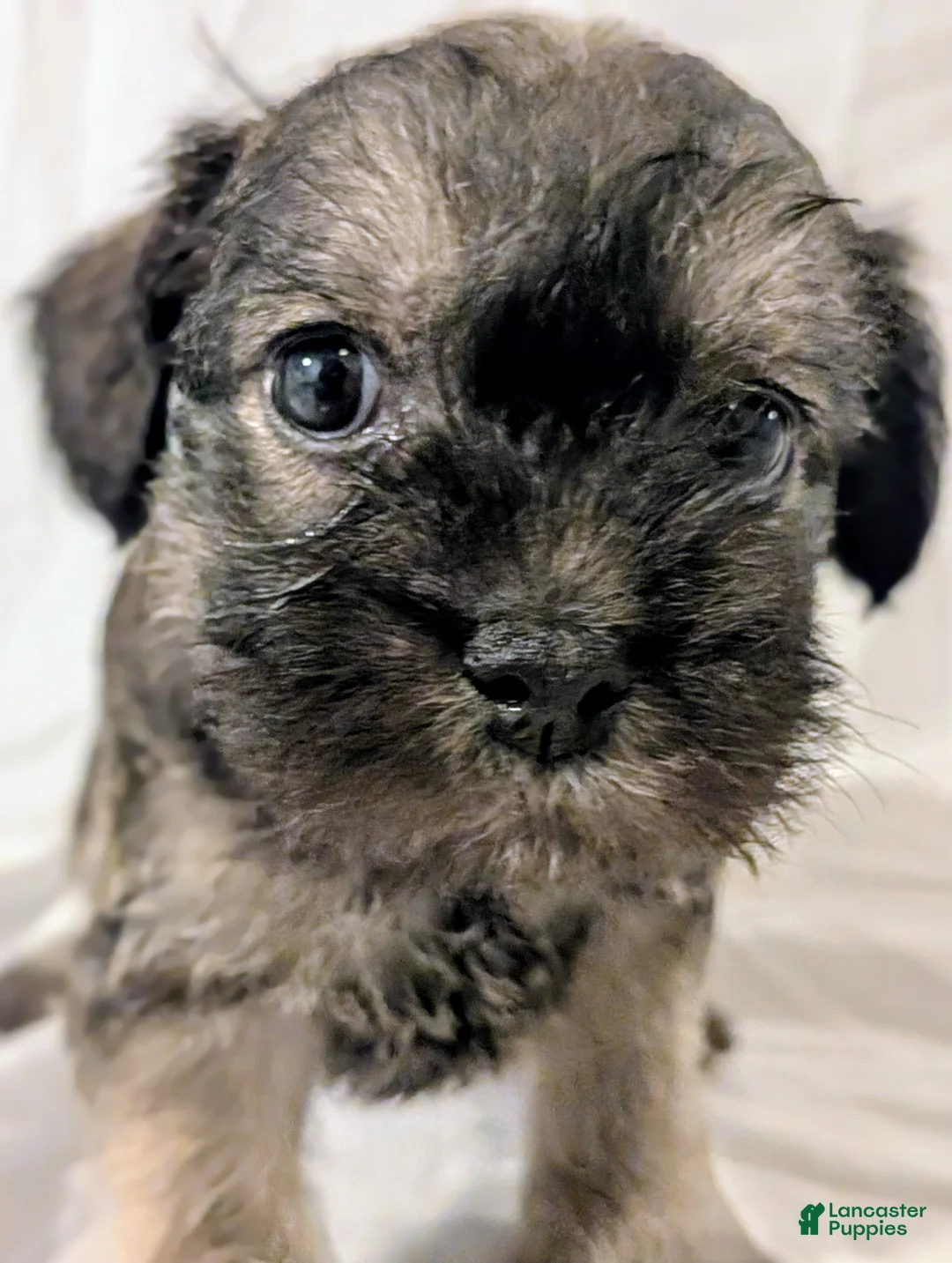 Mixed Breed dogs for sale: Sandy - Ad 1