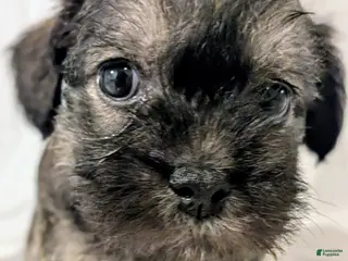 Mixed Breed dogs for sale: Sandy - Ad 3