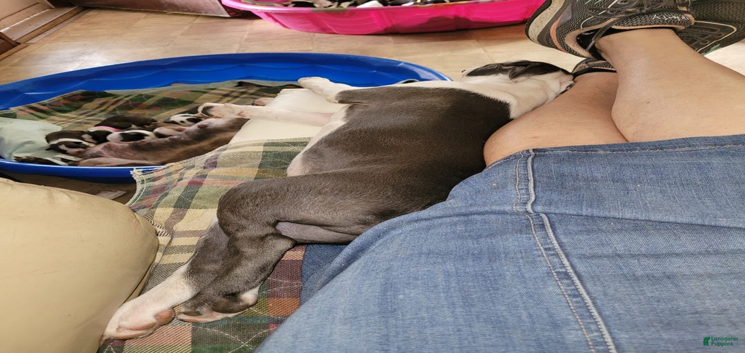 Gallery Image {{count}}