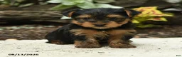 Yorkshire Terrier dogs for sale: Corry - Ad 1