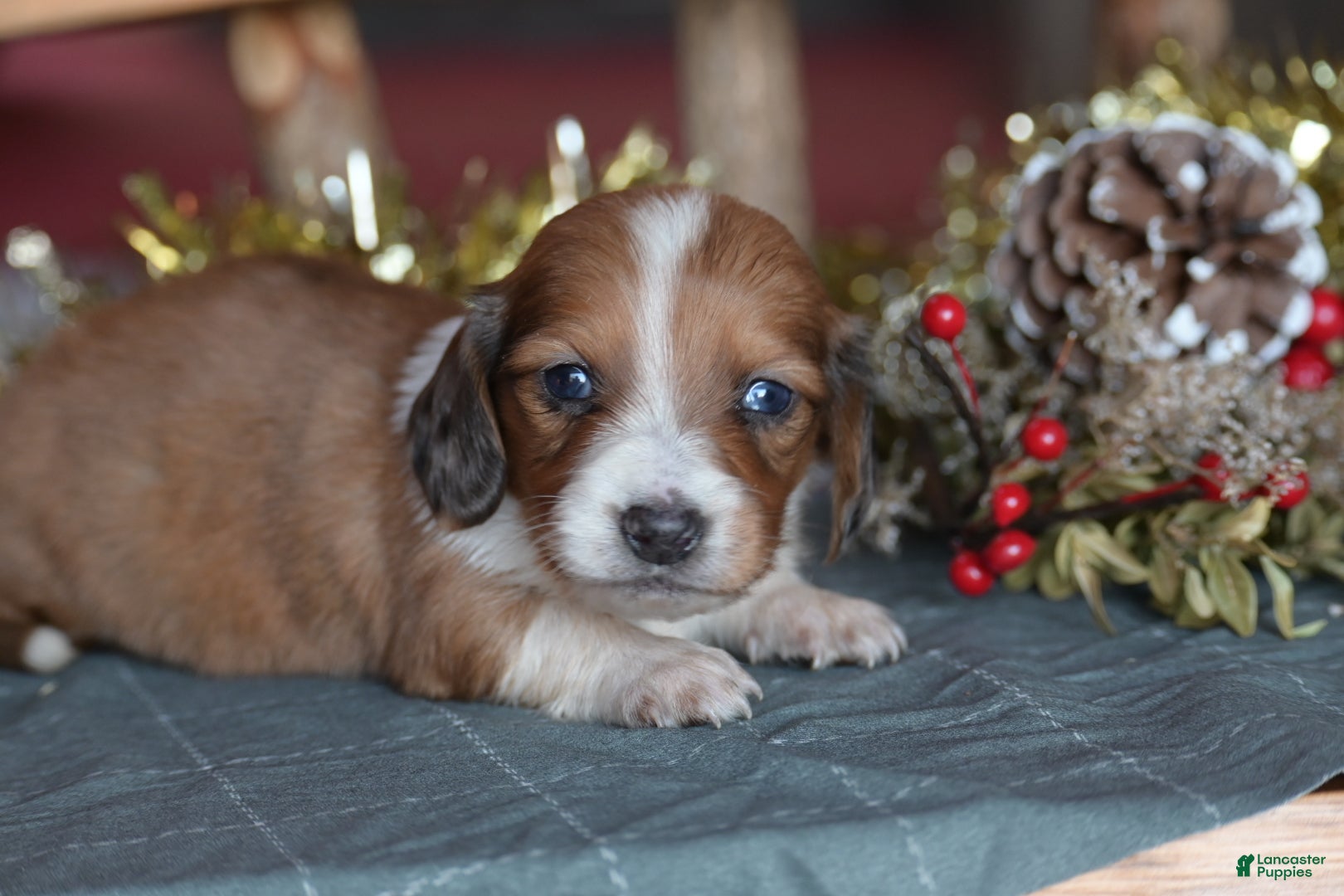Dachshund dogs for sale: Tinsel - Ad 2