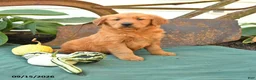 Golden Retriever dogs for sale: Addie - Ad 1