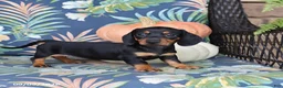 Miniature Dachshund dogs for sale: Honey - Ad 5