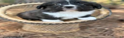 Mixed Breed dogs for sale: Black collar boy  - Ad 8