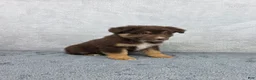 Miniature Australian Shepherd dogs for sale: Cash - Ad 6