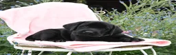 Labrador Retriever dogs for sale: Monty - Ad 4