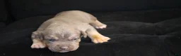 American Bully dogs for sale: Mr.Vegas - Ad 9