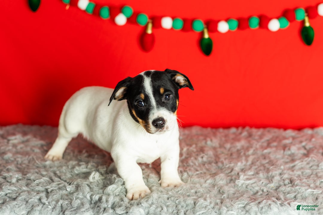 Mixed Breed dogs for sale: Benny - Ad 4