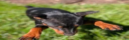 Miniature Pinscher dogs for sale: Spark - Ad 3