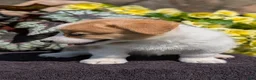 Welsh Corgi Pembroke dogs for sale: Nadia - Ad 9