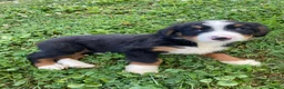 Bernese Mountain Dog dogs for sale: Finn - Ad 6