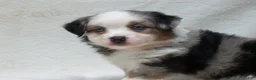 Miniature Australian Shepherd dogs for sale: Becky - Ad 5