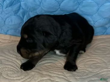 Mixed Breed dogs Gunner - Ad 2