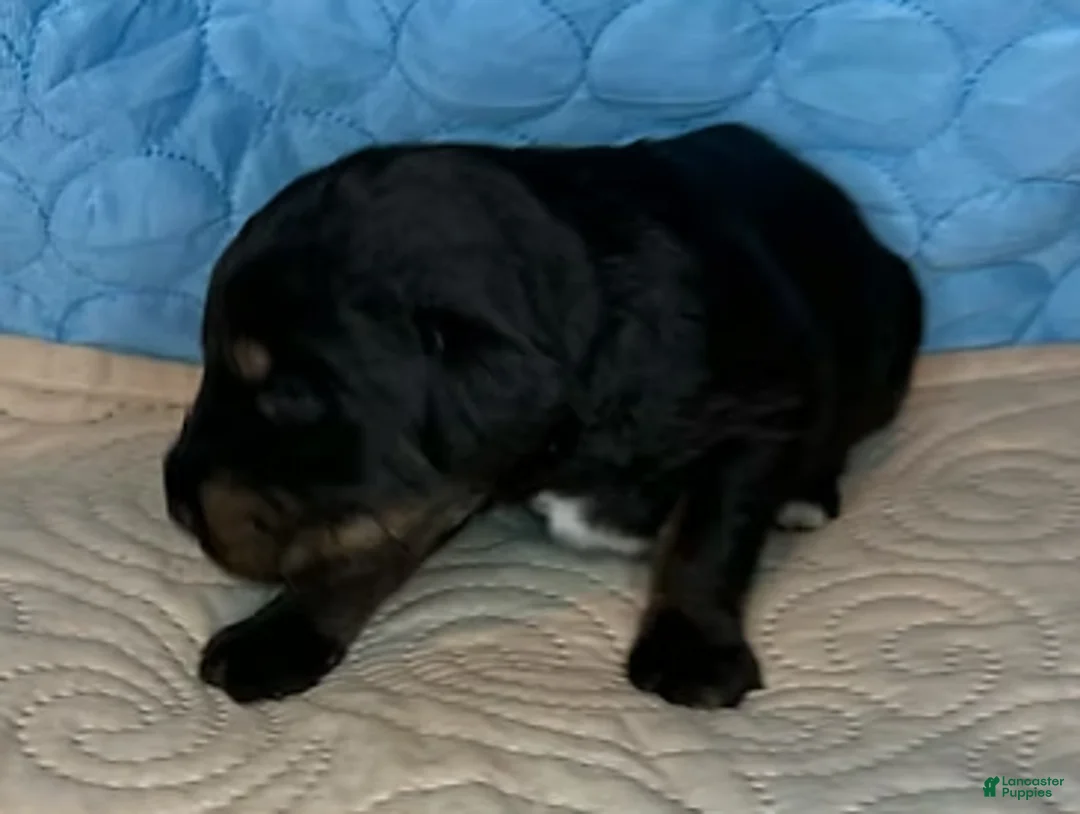 Mixed Breed dogs for sale: Gunner - Ad 2