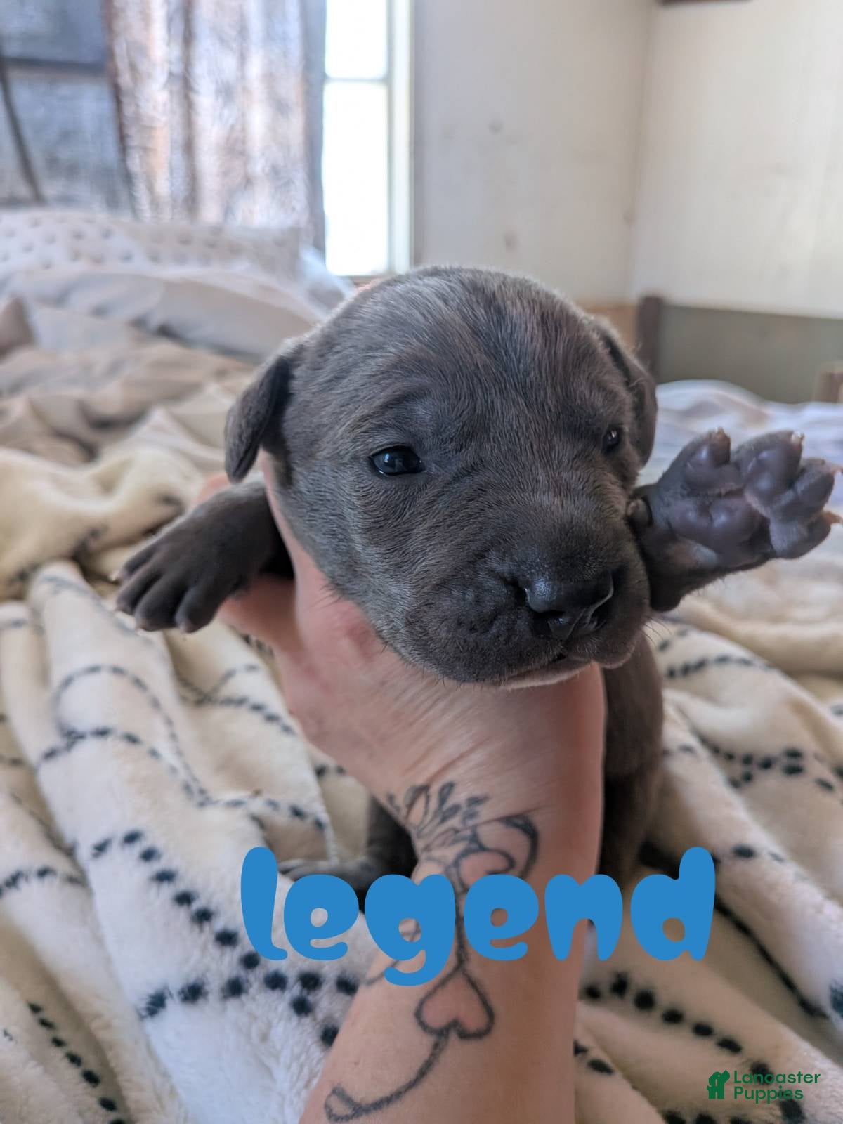 Mixed Breed dogs Legend - Ad 1