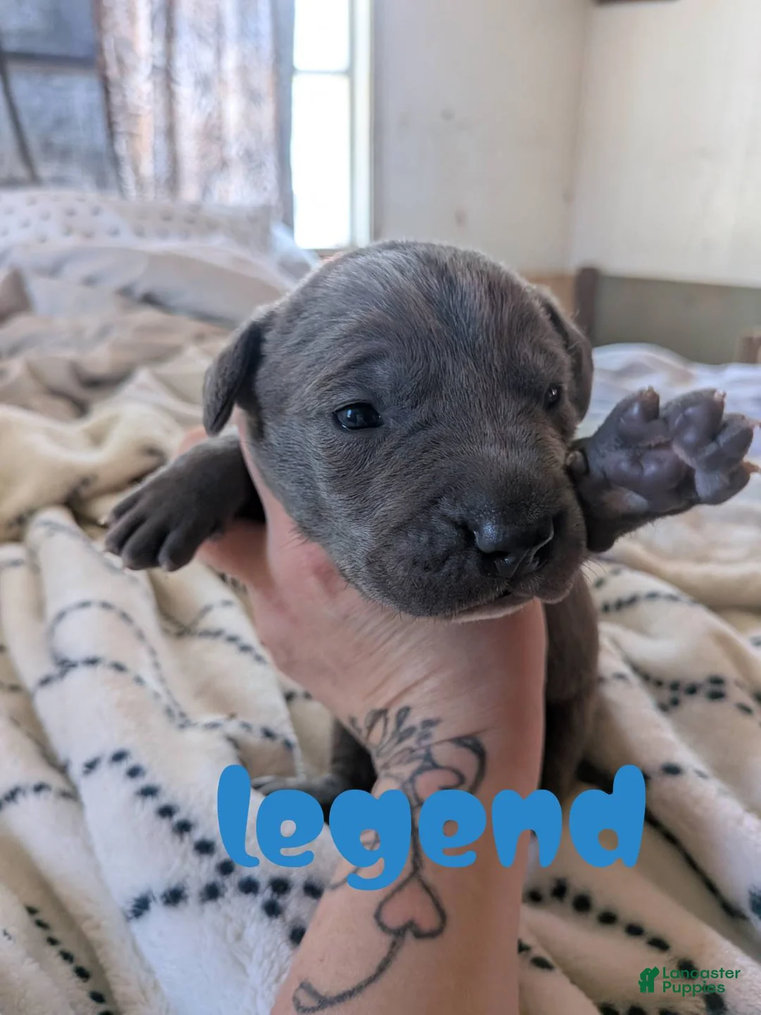 Mixed Breed dogs for sale: Legend - Ad 1