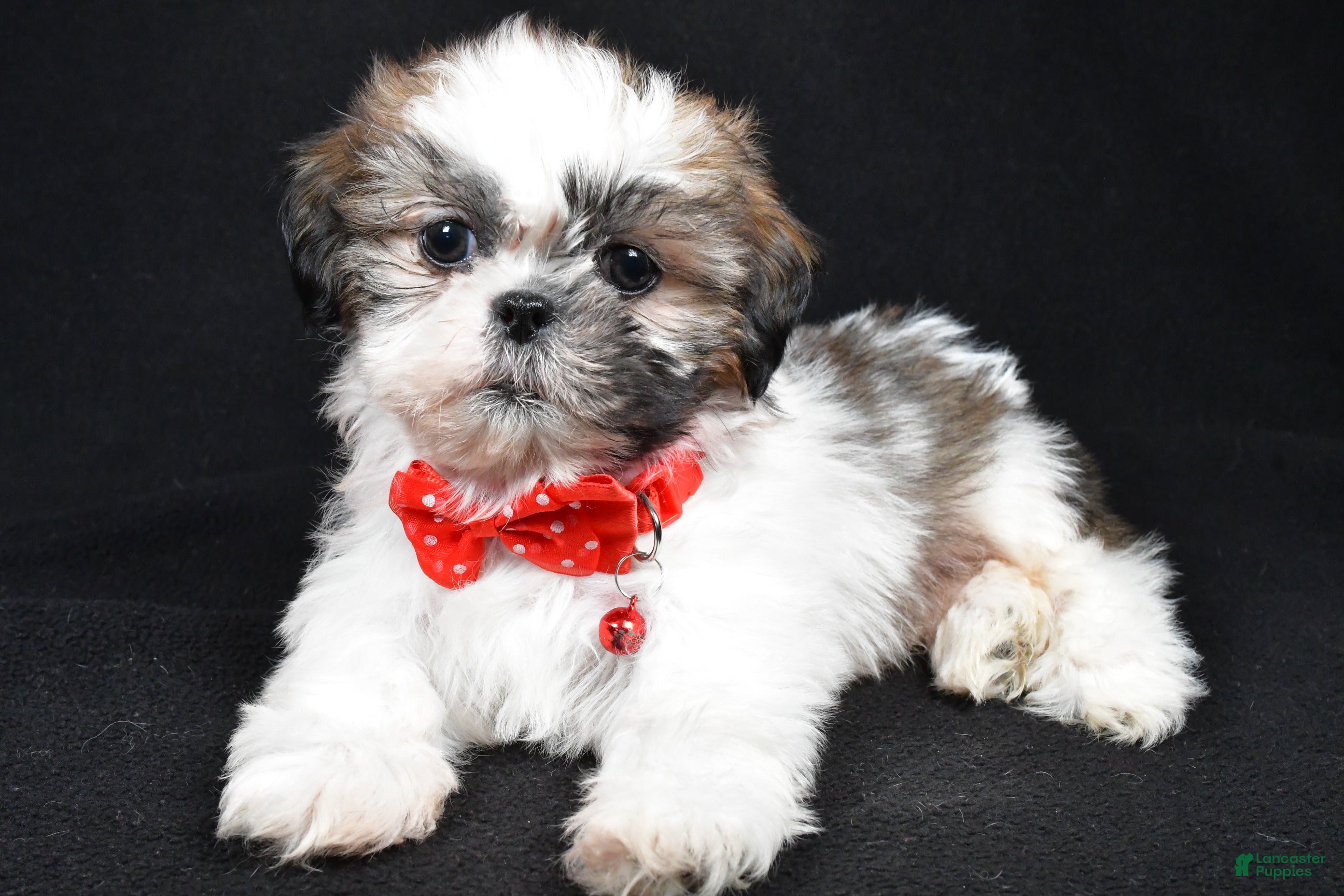 Shih Tzu dogs Kobe - Ad 18