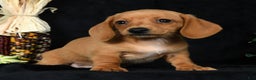 Miniature Dachshund dogs for sale: Toby Short Hair - Ad 4