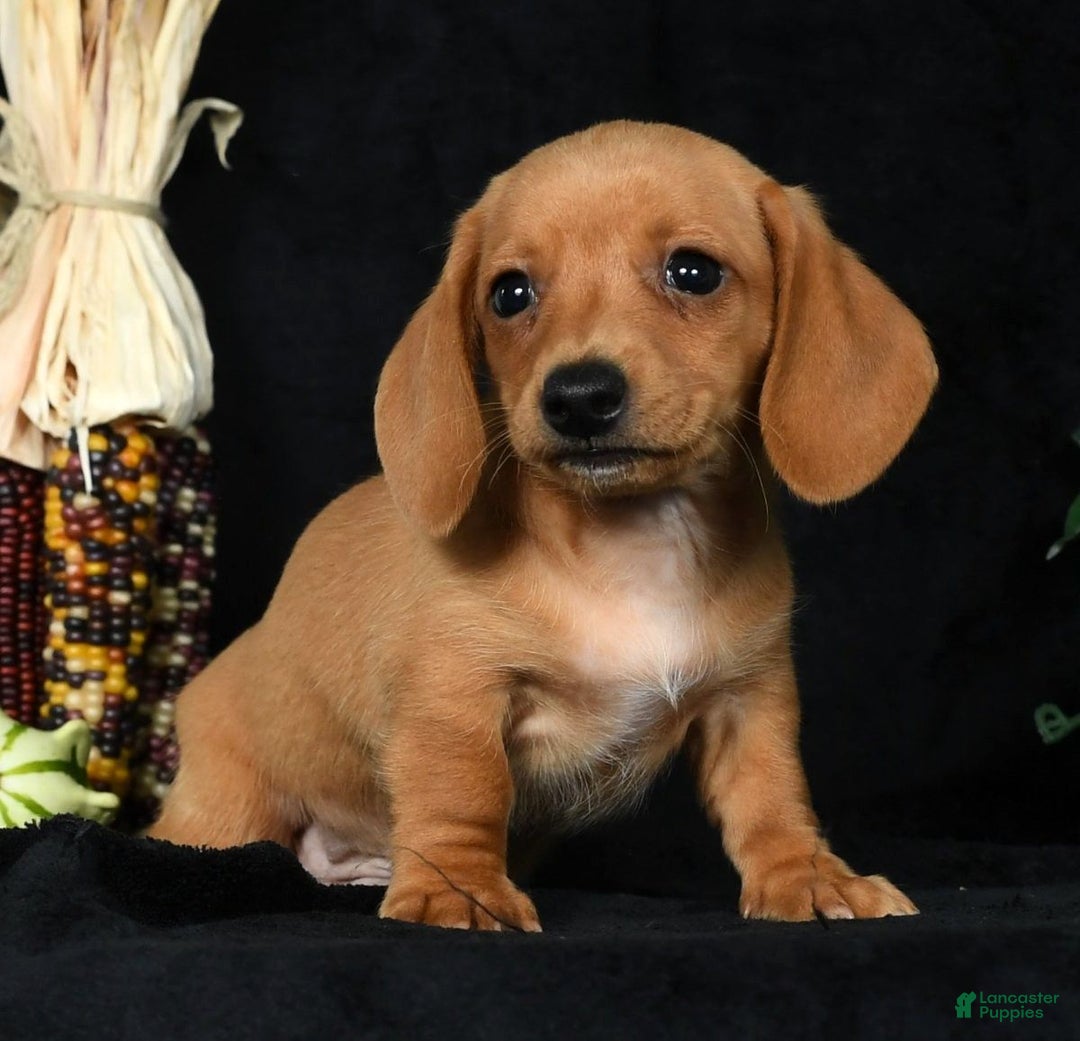 Miniature Dachshund dogs for sale: Toby Short Hair - Ad 4