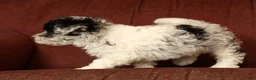 Havapoo dogs for sale: Banjo - Ad 5