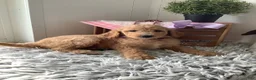Goldendoodle dogs for sale: Lady-F1bb-Goldendoodle 3 - Ad 1