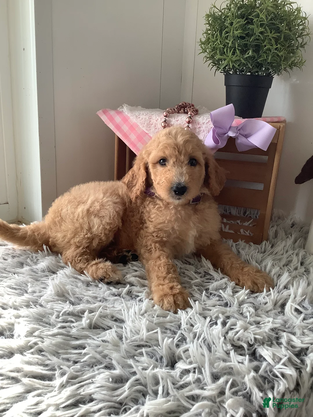 Goldendoodle dogs for sale: Lady-F1bb-Goldendoodle 3 - Ad 1
