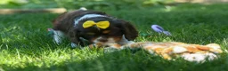 Cavalier King Charles Spaniel dogs for sale:  Arthur 🐶 - Ad 5