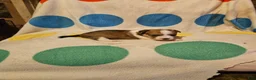 Chihuahua dogs for sale: Frari - Ad 8