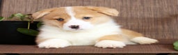 Welsh Corgi Pembroke dogs for sale: Clifford - Ad 4