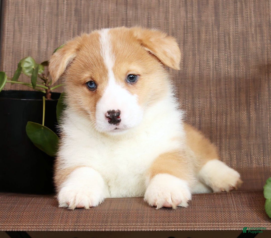 Welsh Corgi Pembroke dogs for sale: Clifford - Ad 4