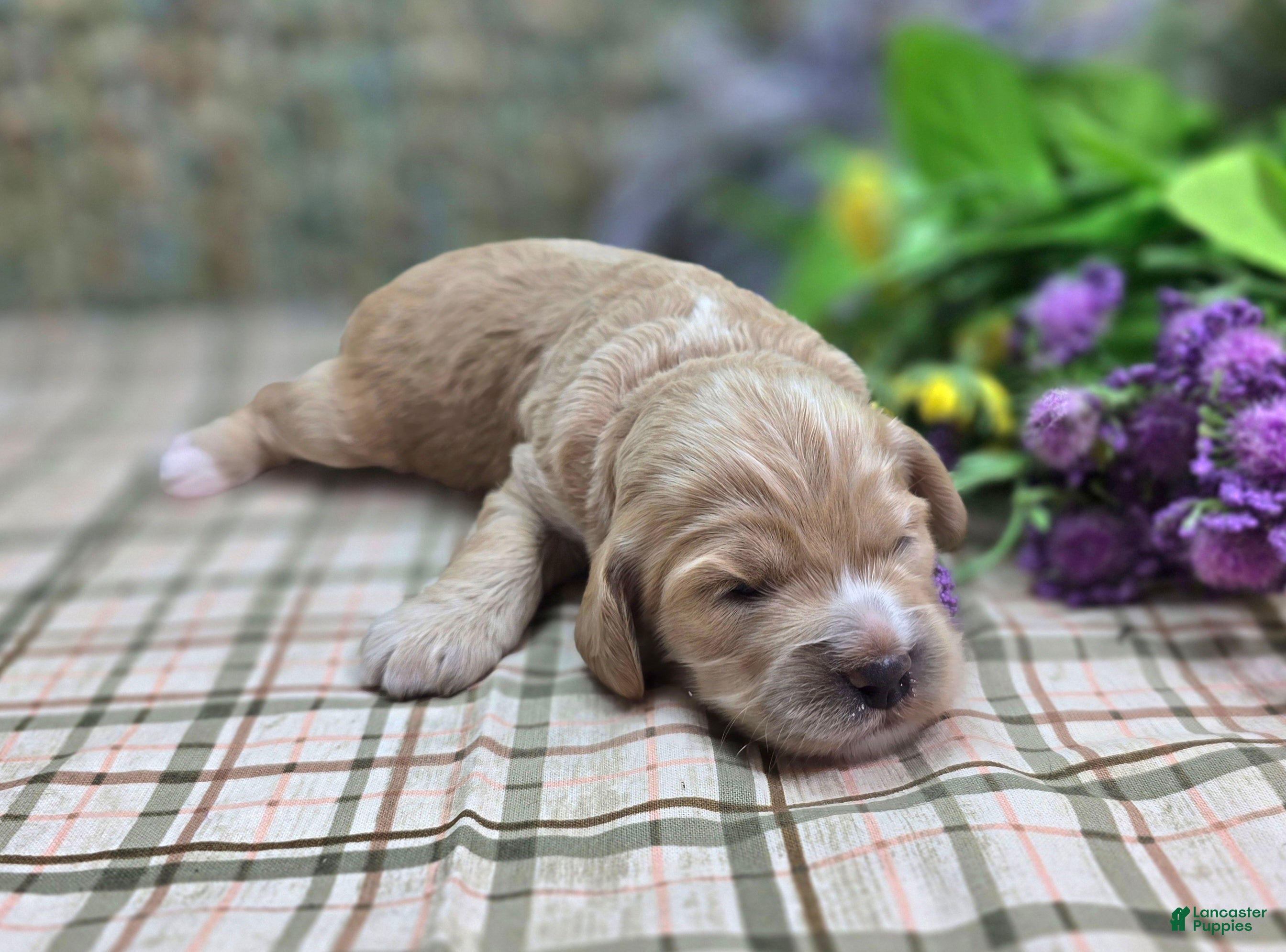 Cockapoo dogs Crysta - Ad 10