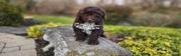 Portuguese Water Dog dogs for sale: Tori - Ad 15
