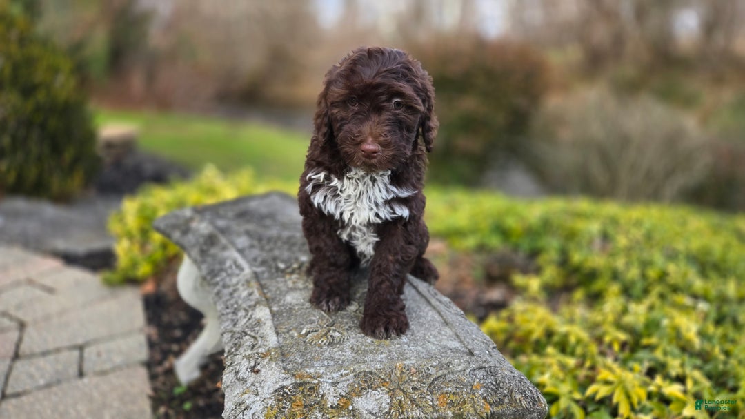 Portuguese Water Dog dogs for sale: Tori - Ad 15