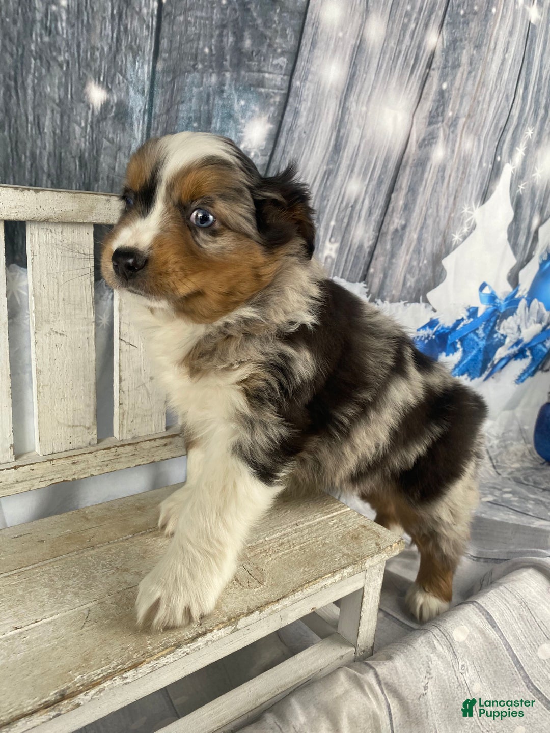 Australian Shepherd dogs for sale: Sterling - Ad 6