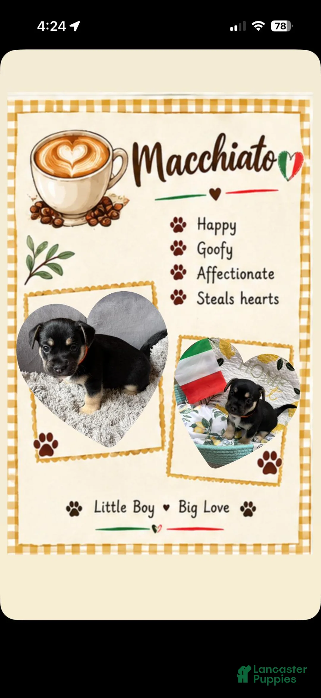 Mixed Breed dogs for sale: Macchiato - Ad 1