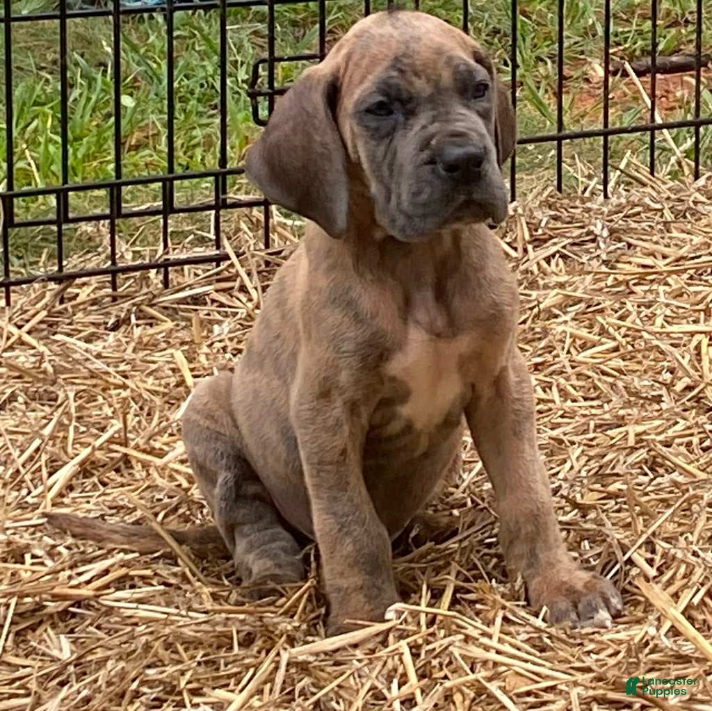 Breed Great Dane English Mastiff Mix Puppies For Sale Mastiff