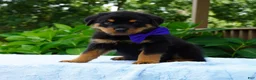 Rottweiler dogs for sale: VINNIE - Ad 1