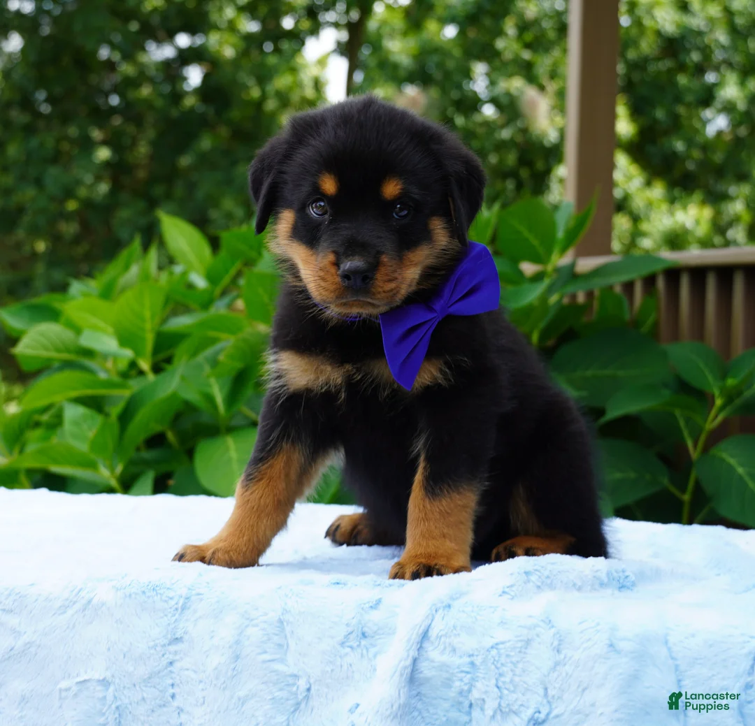 Rottweiler dogs for sale: VINNIE - Ad 1