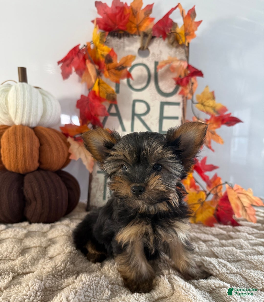 Yorkshire Terrier dogs for sale: Cala - Ad 2