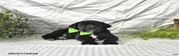 Great Dane dogs for sale: Indie - Ad 4