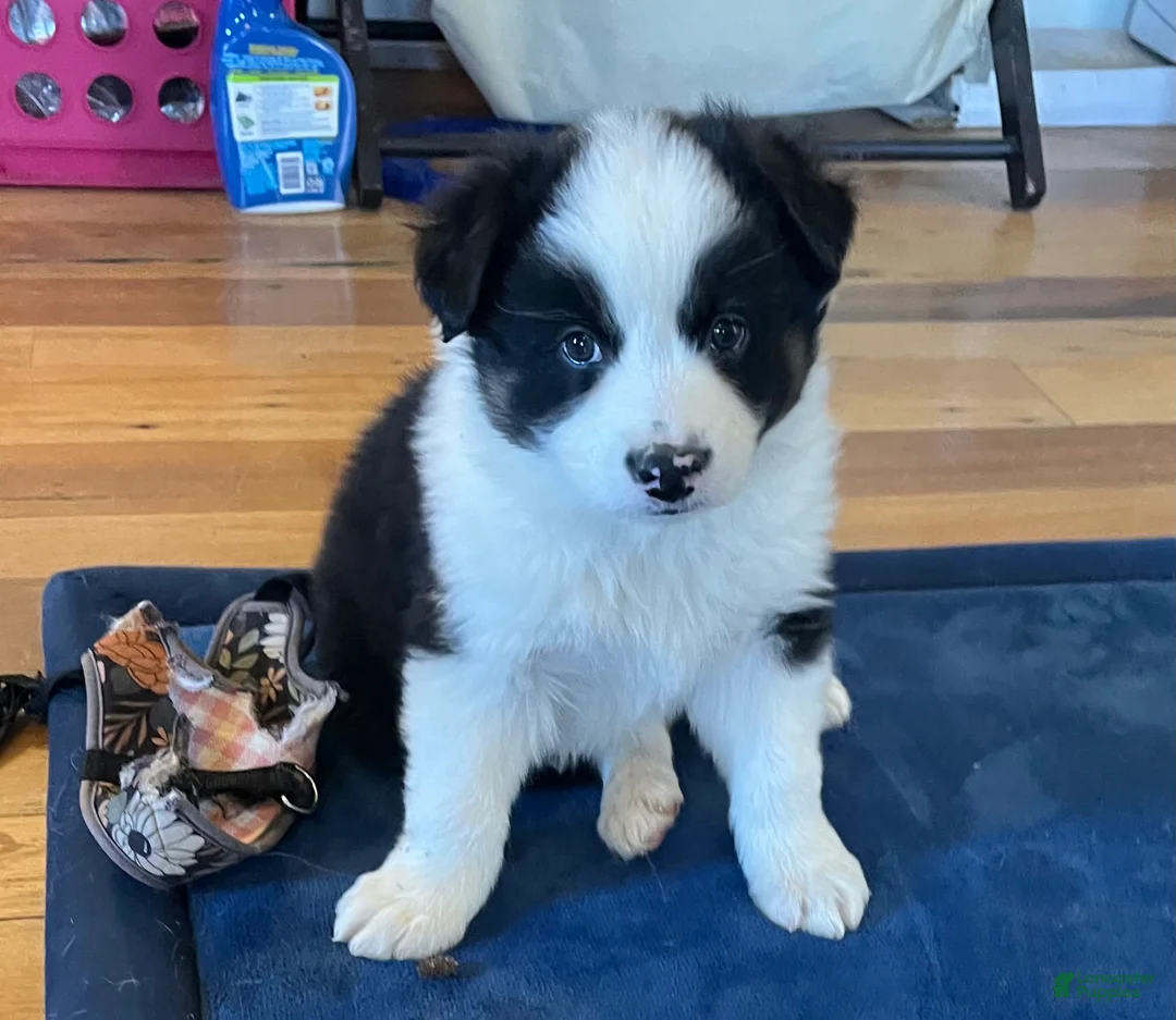 Australian Shepherd dogs for sale: Brad  - Ad 2