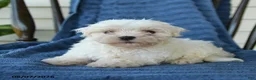 Maltese dogs for sale: Shane - Ad 2