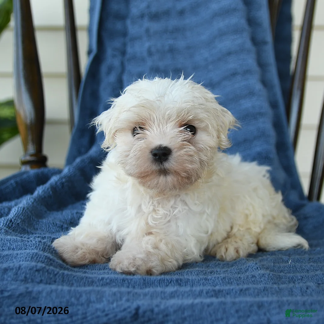 Maltese dogs for sale: Shane - Ad 2