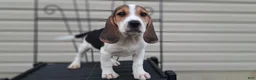 Beagle dogs for sale: COOPER - Ad 6