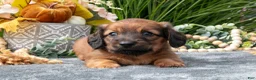 Miniature Dachshund dogs for sale: Karter - Ad 1