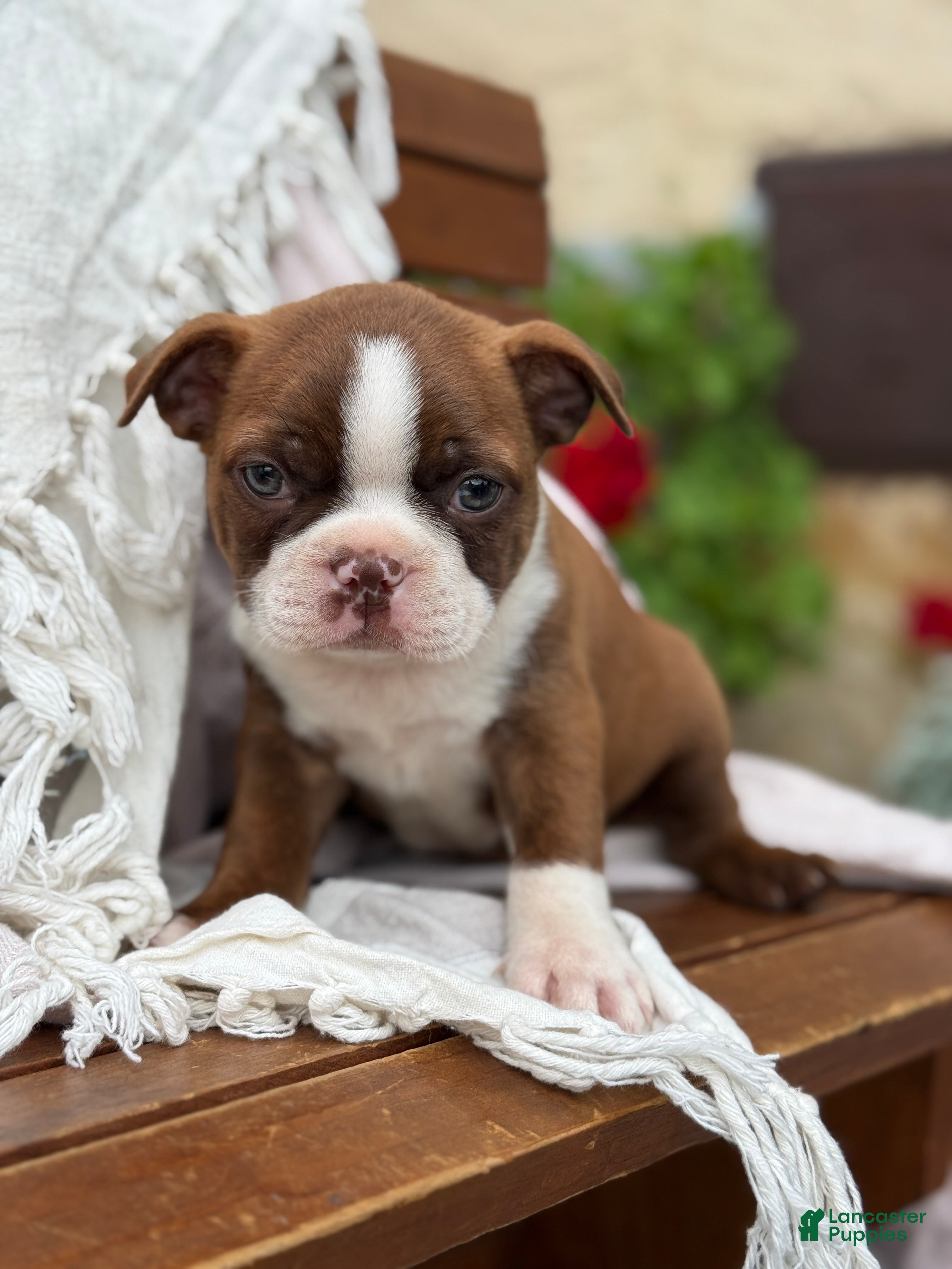Boston Terrier dogs Kelli - Ad 1
