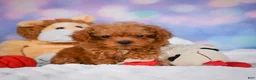 Cavapoo dogs for sale: Dan - Ad 9