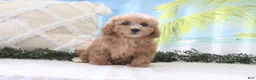 Cavapoo dogs for sale: Nicky - Ad 4